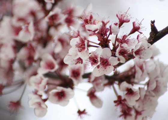 plum blossoms