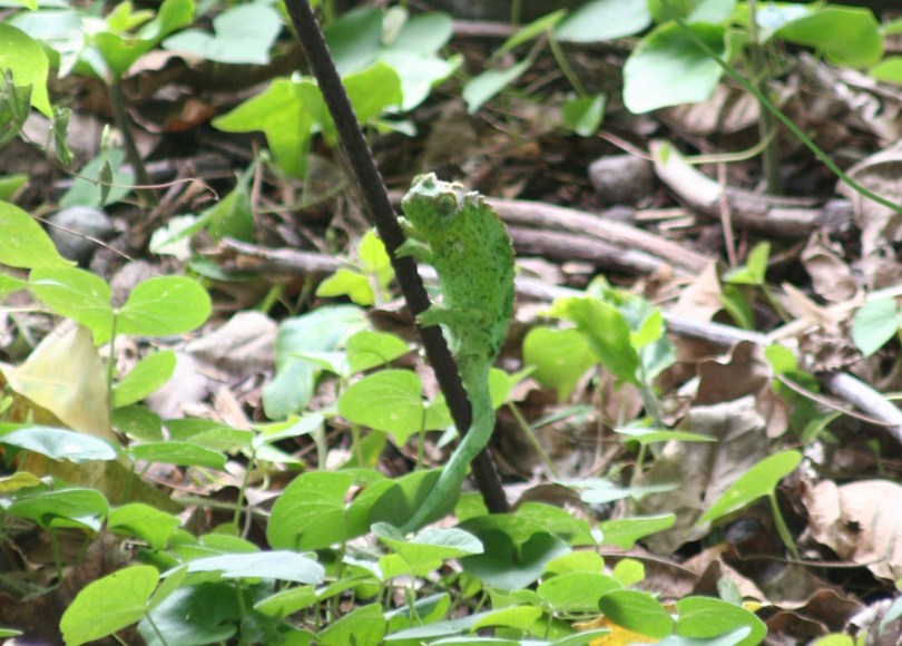 chameleon