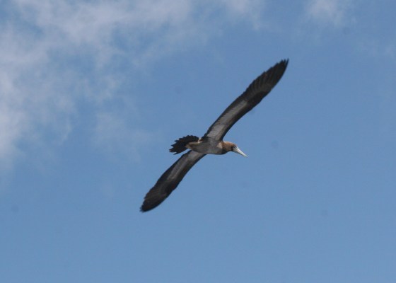 flying booby, Napoli coast