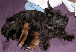 Auffenpinscher/Schnauzer mix, black dog, puppies
