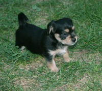 Tribble's baby picture, summer 2010