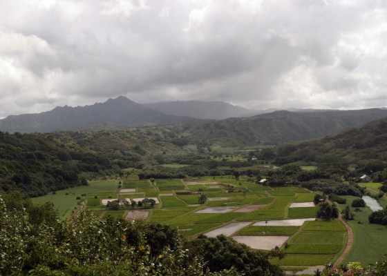 taro fields, Kauaii Hawaii