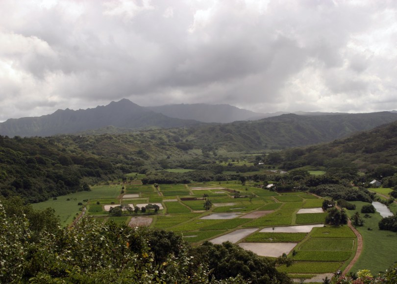 taro fields, Kauaii Hawaii