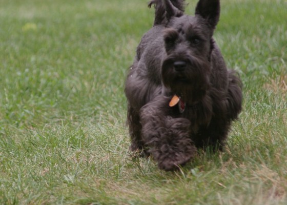 Auffenpinscher/Schnauzer mix, black dog,