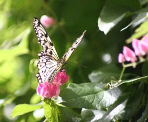 black and white butterfly perched on pink flower