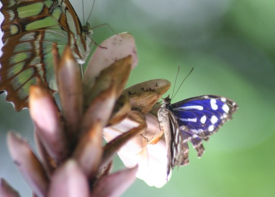 green butterfly, purple butterfly