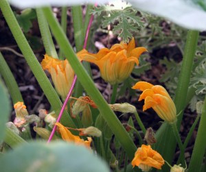squash blossoms