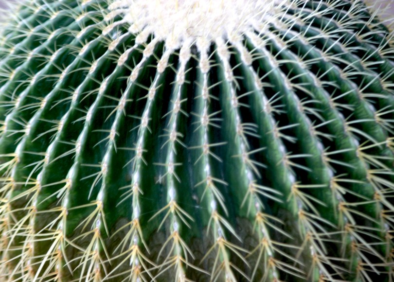 barrel cactus, thorns