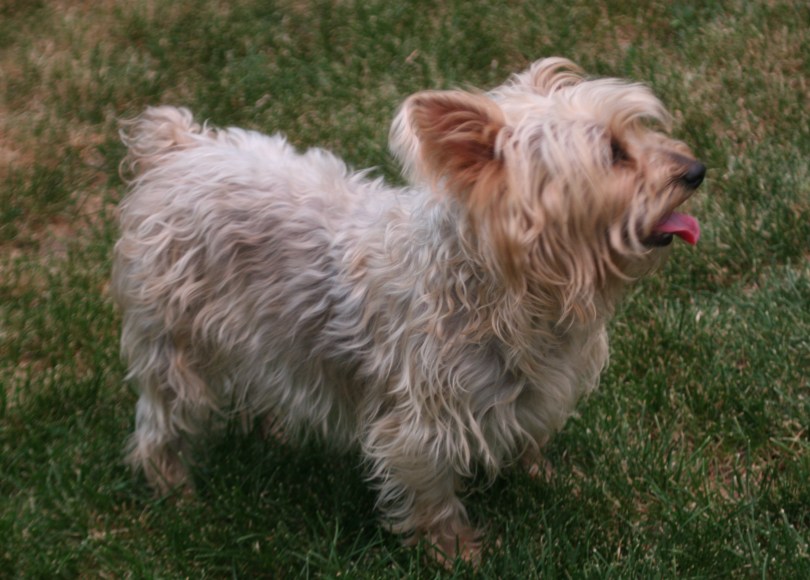 Silky Terrier, dog