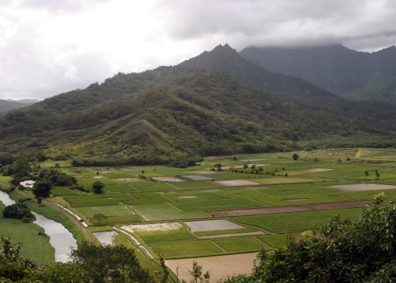 Hanalei, Kauai, Hawaii, taro fields