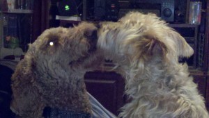 Ember & Nutty kissing