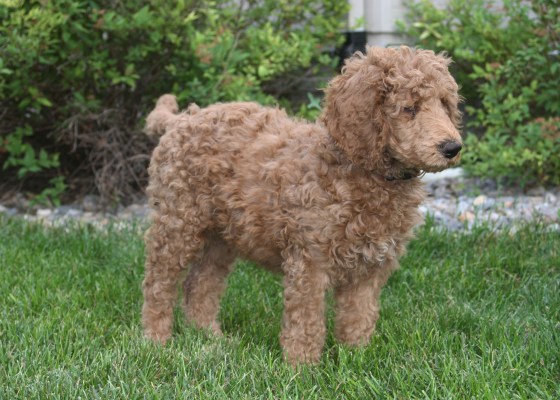 Standard Red Poodle, dog