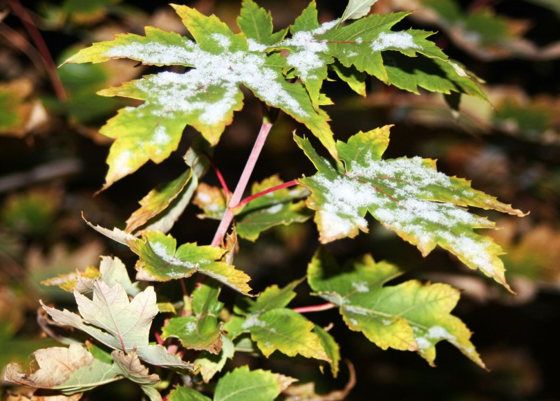 snow, maple leaves