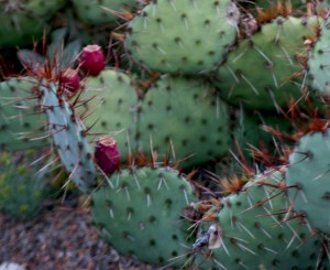 West Texas is flat, desolate, and you'd be lucky to find a cactus this green. Really lucky.