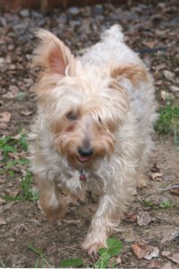 Nutty was very lonely before we adopted him.