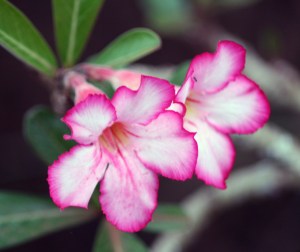 white and pink blossom, Allerton Gardens, Kauai, Hawaii