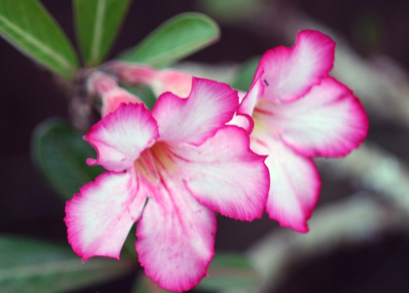 white and pink blossom, Allerton Gardens, Kauai, Hawaii