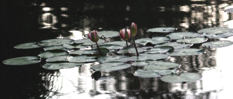 pink waterlillies 10