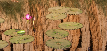 pink waterlillies with bamboo reflection