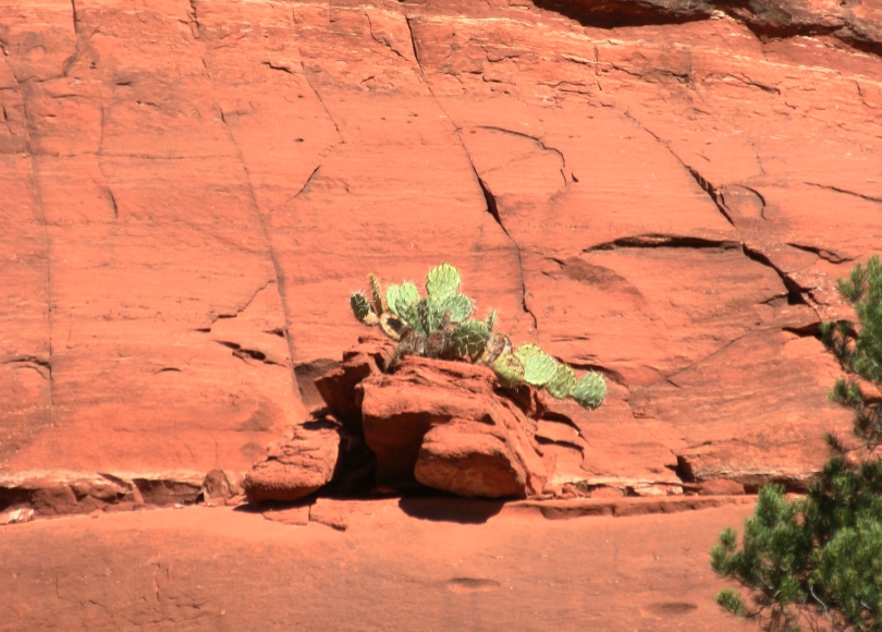 cactus, red rock cliff