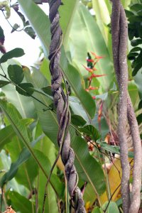 spiral vine