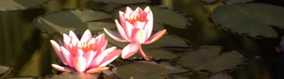 cropped-pink-waterlillies-1.jpg