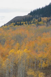 fall color, gold aspens, Colorado