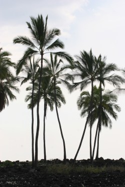 Place of Refuge, Hawaii Island