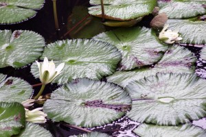 Allerton Gardens, water lillies, Kauai