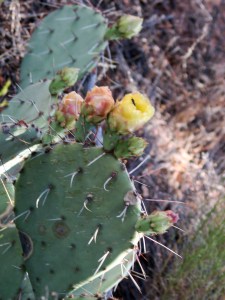 cactus blossoms