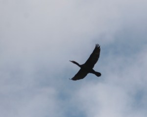 flying cormorant