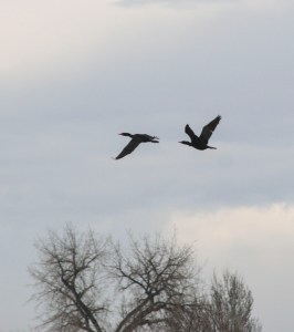 flying cormorants