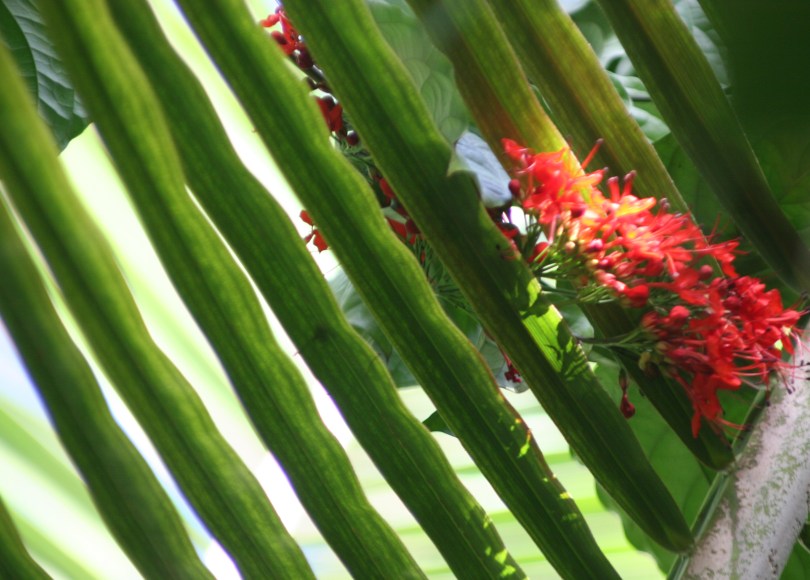 red blossoms, palm frond