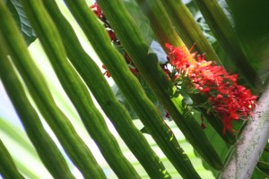 red blossoms, palm frond