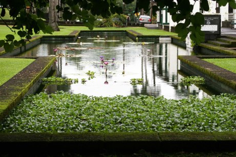 pond- waterlillies 2