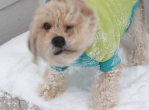 Schnauffen Peagle, schnauzer-auffenpinscher-poodle-beagle mix dog, dog, black and tan shaggy dog, snow