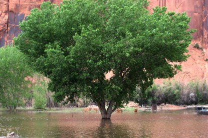 Tree in a flooded Utah river - compassion in a sea of indifference