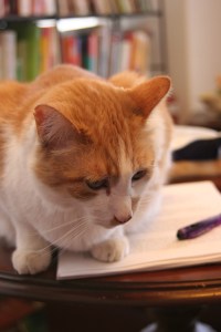 Russell Sprout, orange-and-white cat