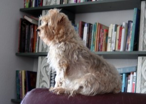 Silky Terrier, dog with books