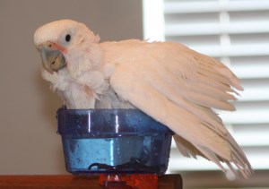 Goffin's Cockatoo, Tanimbar Cockatoo, Cacatua goffini, white parrot