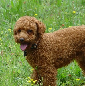 miniature red poodle, dog