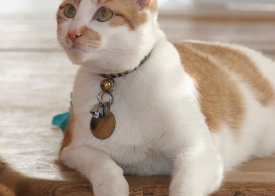 orange and white cat lays on a table
