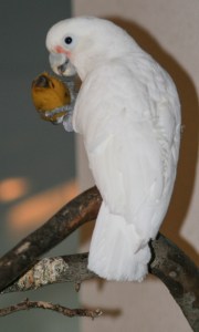 Goffin's Cockatoo, Tanimbar Cockatoo, Cacatua goffini, white parrot