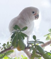 Sugar perched on our jade plant.