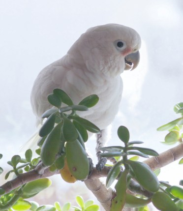 Sugar perched on our jade plant.
