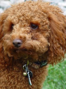 miniature red poodle, dog