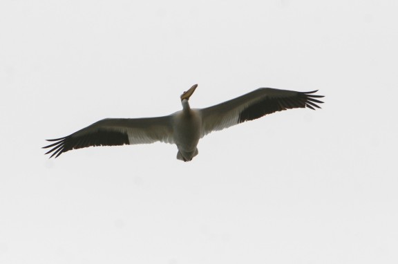 A pelican flies directly overhead, alone.