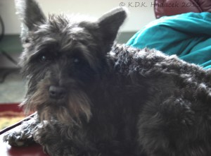 Auffenpinscher/Schnauzer mix, black dog,