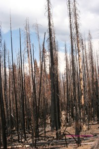 burned tree trunks, Lassen Volcanic National Park, forest fire remains