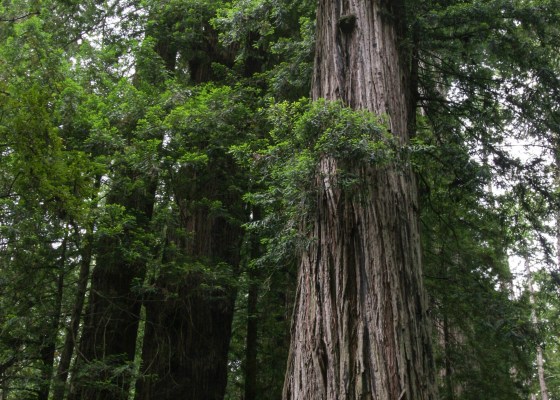 redwood trees, California